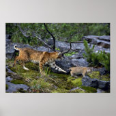 Bobcats-zomermoeder met kleine kitten poster (Voorkant)