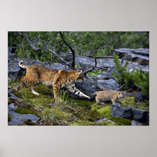 Bobcats-zomermoeder met kleine kitten poster (Voorkant)
