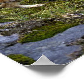 Bobcats-zomermoeder met kleine kitten poster (Hoek)