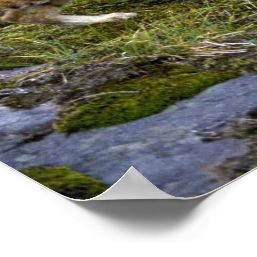 Bobcats-zomermoeder met kleine kitten poster (Hoek)