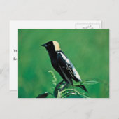 Bobolink Briefkaart (Voorkant / Achterkant)