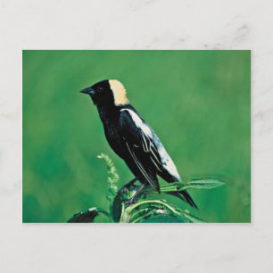 Bobolink Briefkaart