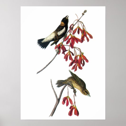 Bobolink van Audubon Poster (Voorkant)