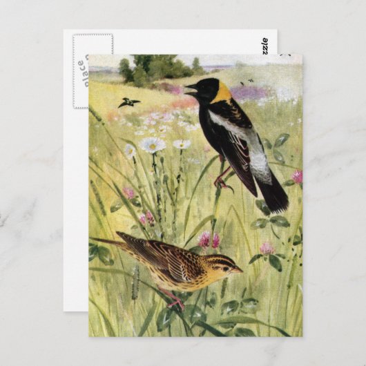Bobolinks, Daisies en roze klaver Briefkaart (Voorkant / Achterkant)
