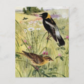Bobolinks, Daisies en roze klaver Briefkaart (Voorkant)