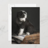 Bobtail puppy portret in studio briefkaart (Voorkant / Achterkant)