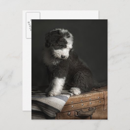 Bobtail puppy portret in studio briefkaart (Voorkant / Achterkant)