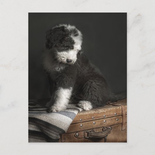 Bobtail puppy portret in studio briefkaart (Voorkant)