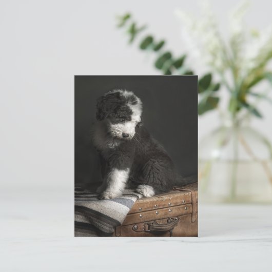Bobtail puppy portret in studio briefkaart (Staand voorkant)