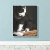 Bobtail puppy portret in studio canvas afdruk (Insitu (Houten vloer))
