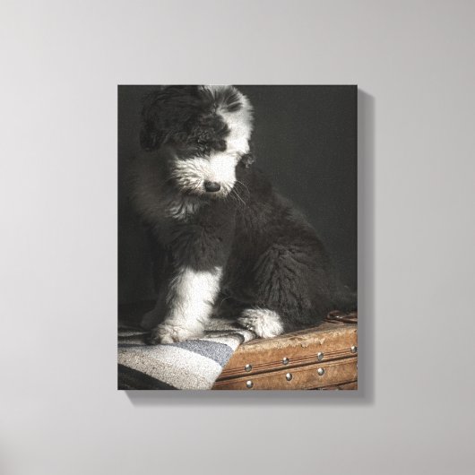 Bobtail puppy portret in studio canvas afdruk (Voorkant)