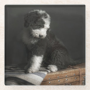 Bobtail puppy portret in studio glazen onderzetter
