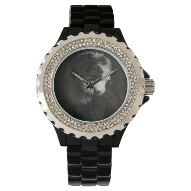 Bobtail puppy portret in studio horloge (Voorkant)
