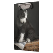 Bobtail puppy portret in studio klembord (Links)