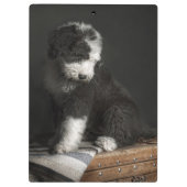 Bobtail puppy portret in studio klembord (Achterkant)
