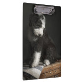 Bobtail puppy portret in studio klembord (Rechts)