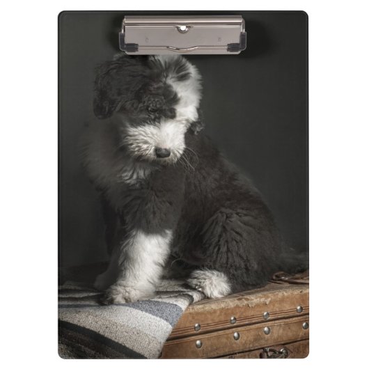 Bobtail puppy portret in studio klembord (Voorkant)
