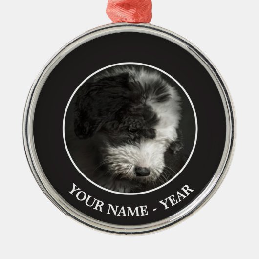Bobtail puppy portret in studio metalen ornament (Voorkant)
