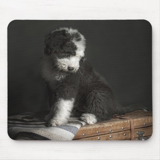 Bobtail puppy portret in studio muismat (Voorkant)