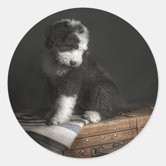 Bobtail puppy portret in studio ronde sticker (Voorkant)