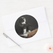 Bobtail puppy portret in studio ronde sticker (Envelop)