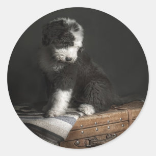 Bobtail puppy portret in studio ronde sticker