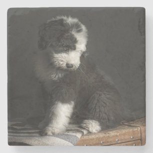 Bobtail puppy portret in studio stenen onderzetter