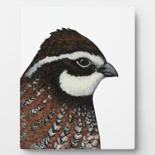 Bobwhite Kwartalkop Fotoplaat