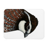 Bobwhite Kwartalkop Magneet (Horizontaal)