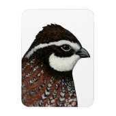 Bobwhite Kwartalkop Magneet (Verticaal)