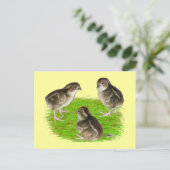 Bobwhite Kwartel Kuikens Briefkaart (Staand voorkant)