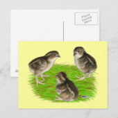 Bobwhite Kwartel Kuikens Briefkaart (Voorkant / Achterkant)