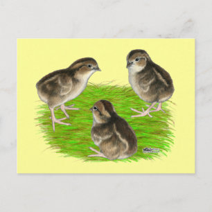 Bobwhite Kwartel Kuikens Briefkaart