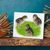 Bobwhite Kwartel Kuikens Fotoplaat (Zijkant)