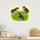 Bobwhite Kwartel Kuikens Poster (Keuken)