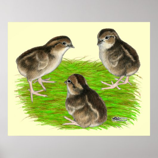 Bobwhite Kwartel Kuikens Poster (Voorkant)