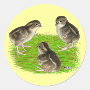 Bobwhite Kwartel Kuikens Ronde Sticker