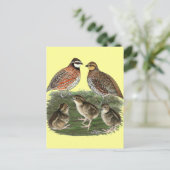 Bobwhite Kwartelfamilie Briefkaart (Staand voorkant)