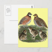 Bobwhite Kwartelfamilie Briefkaart (Voorkant / Achterkant)