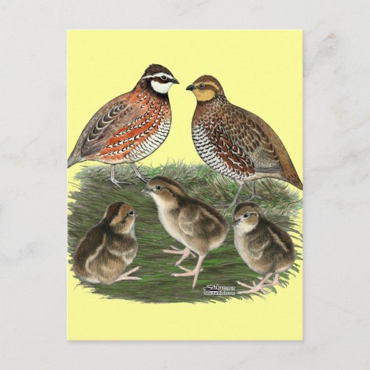 Bobwhite Kwartelfamilie Briefkaart (Voorkant)