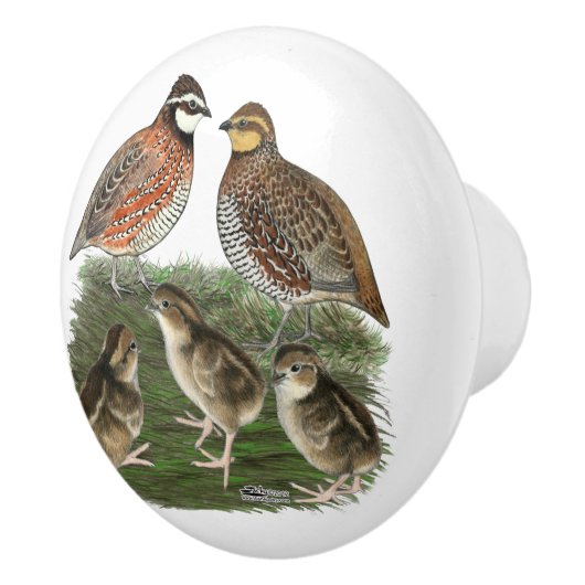 Bobwhite Kwartelfamilie Keramische Knop (Rechts)