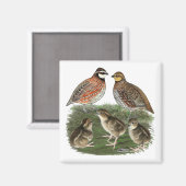 Bobwhite Kwartelfamilie Magneet (Voorkant / Achterkant)