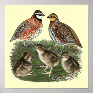 Bobwhite Kwartelfamilie Poster