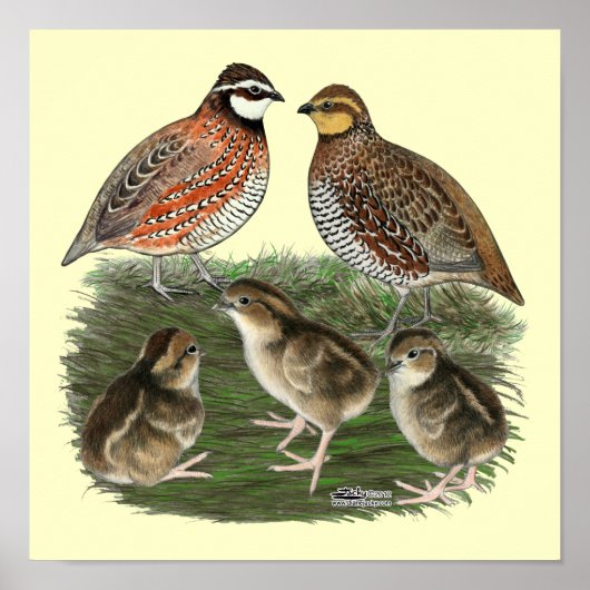 Bobwhite Kwartelfamilie Poster (Voorkant)