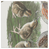 Bobwhite Kwartelfamilie Stof (Close Up)