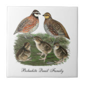 Bobwhite Kwartelfamilie Tegeltje (Voorkant)
