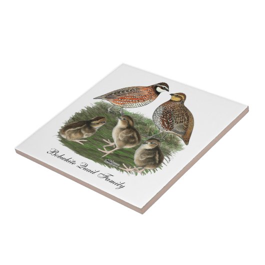 Bobwhite Kwartelfamilie Tegeltje (Zijkant)