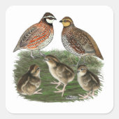 Bobwhite Kwartelfamilie Vierkante Sticker (Voorkant)
