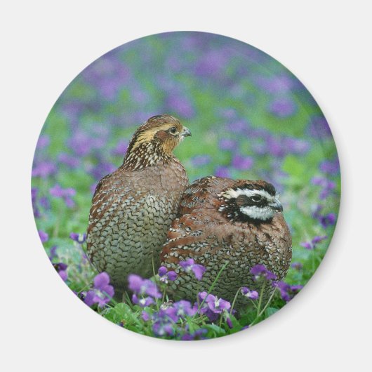 Bobwhite Kwartelfotografie Magneet (Voorkant)