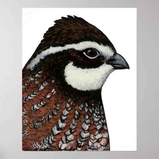 Bobwhite Kwartelskop Poster (Voorkant)